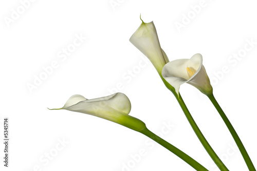 three calla lilies close-up, isolated on white background photo