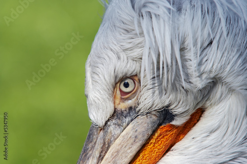 Dalmatian pelican - detail of the eye photo