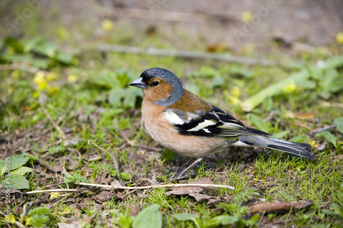 chaffinch male close up in spring grass