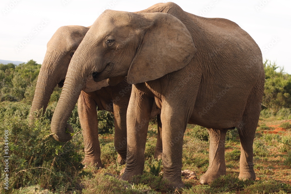 Two African Elephant cows (Loxodonta africana) 