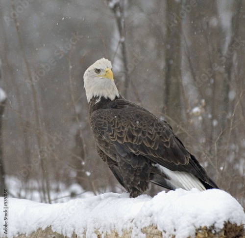 Bald eagle in snow fall