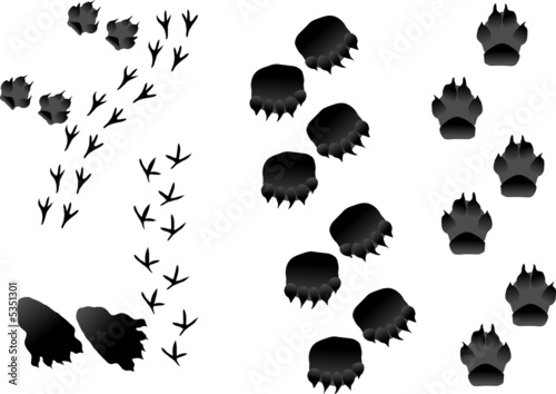illustration with different animals tracks collection