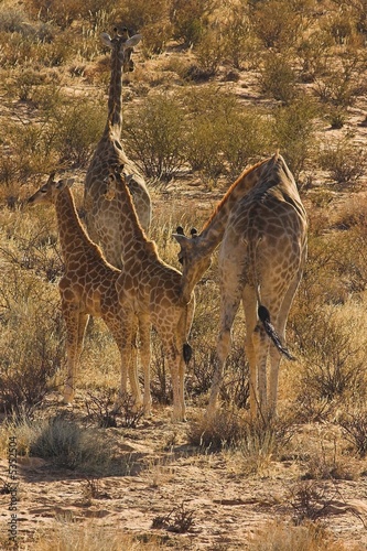 Desert Giraffe (Giraffa cameloparadalis,) © Jean-Marc Strydom
