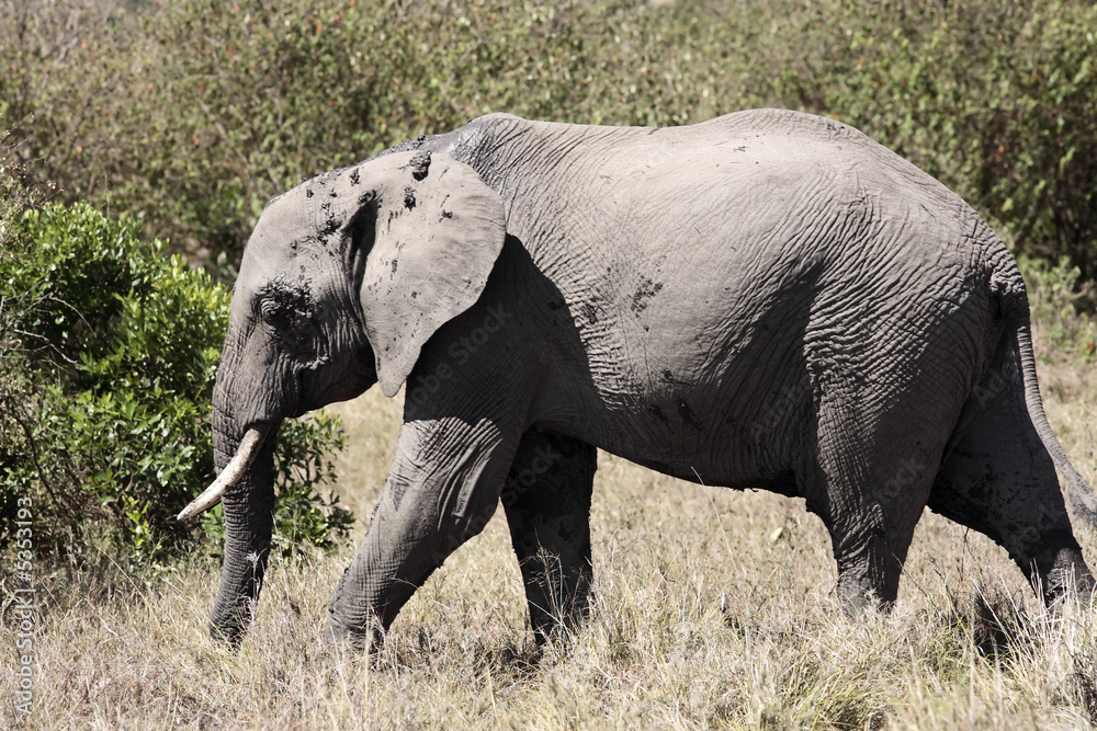 male African elephant 