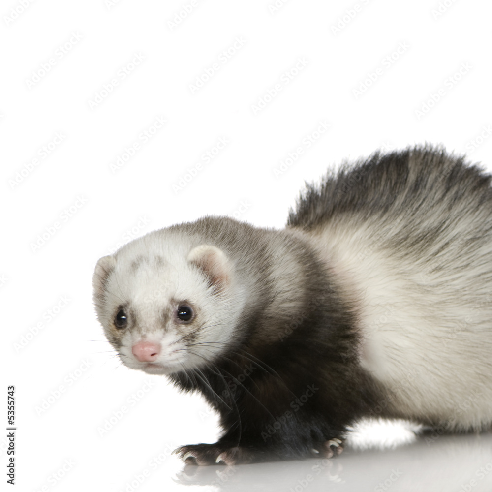 Fototapeta premium Ferret (1 year)