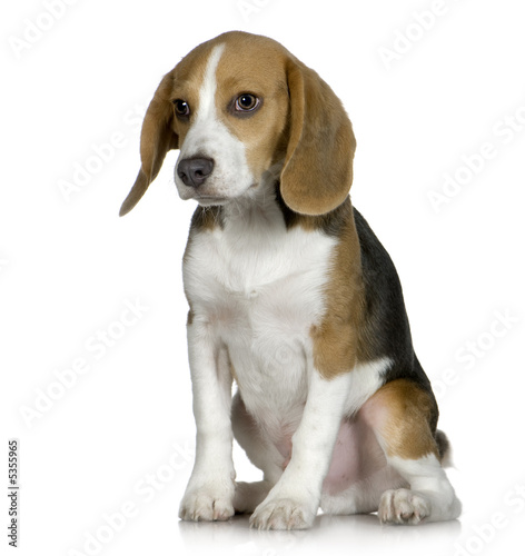 Beagle (5 months) © Eric Isselée
