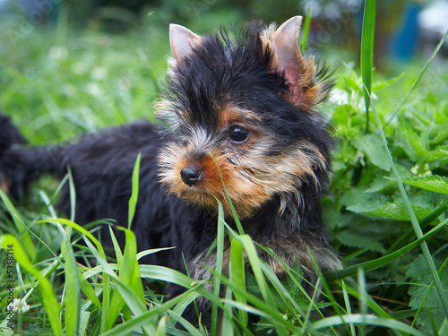  The puppy of the yorkshire terrier in a grass