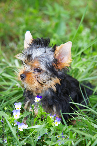 The puppy of the yorkshire terrier in a grass about violets