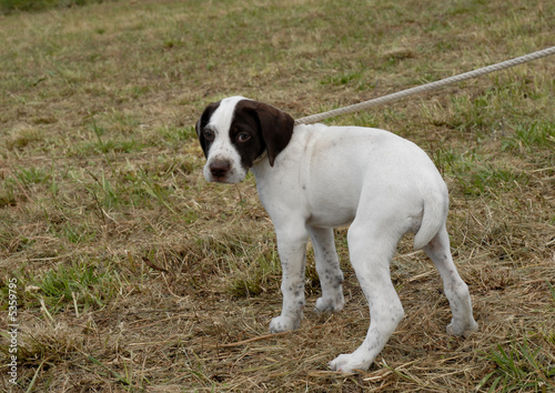 chiot abandonné