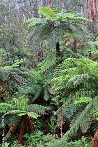 Temperate Rainforest