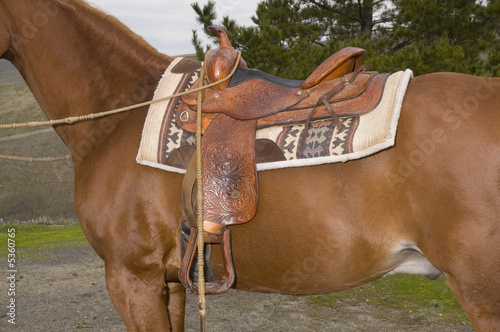 Western saddle on mount ready to go in closeup
