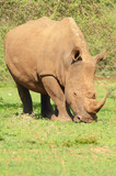 White Rhino (Ceratotherium  simum)