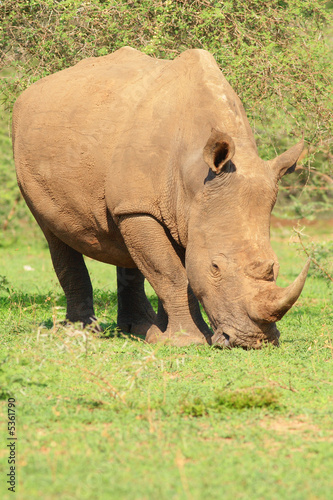 White Rhino  Ceratotherium  simum 