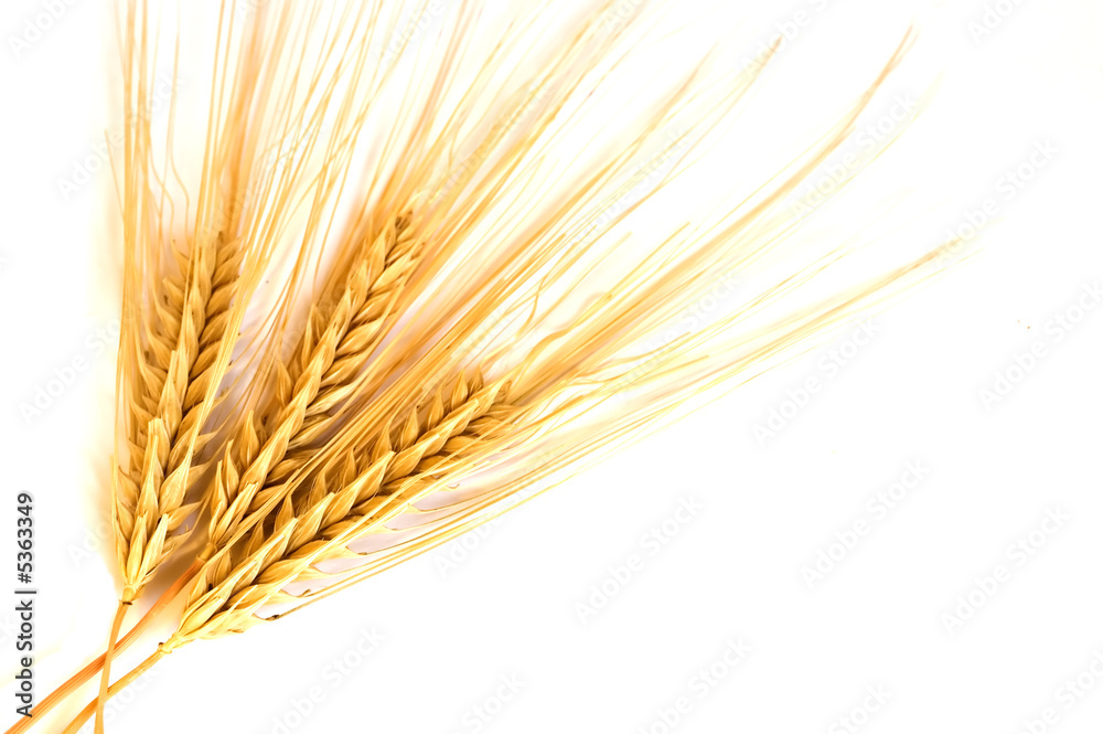 Isolated Golden wheat ear after the harvest Isolated Golden wheat ear after the harvest