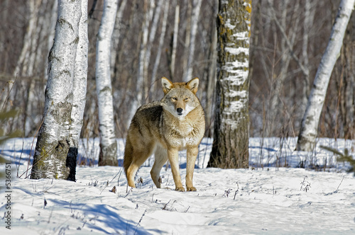 Coyote portrait in winter. Photographed in Northern Minnesota