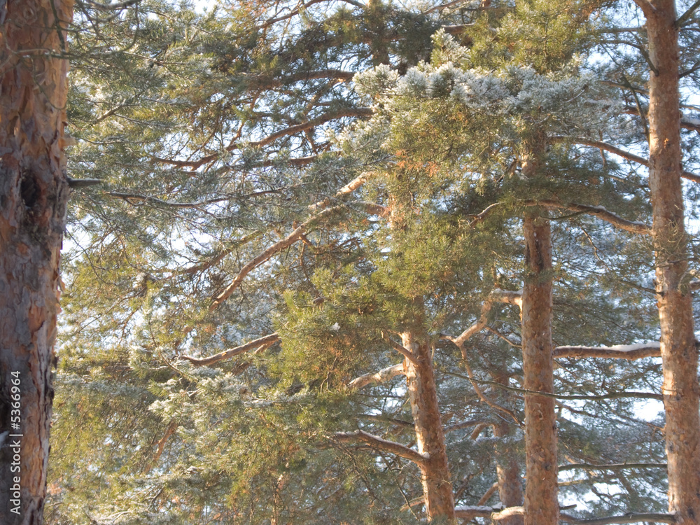 Fototapeta premium winter tree and snow