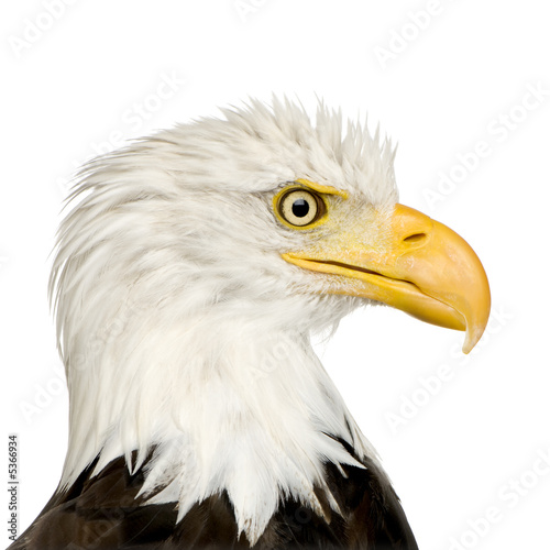 Bald Eagle (22 years) - Haliaeetus leucocephalus © Eric Isselée