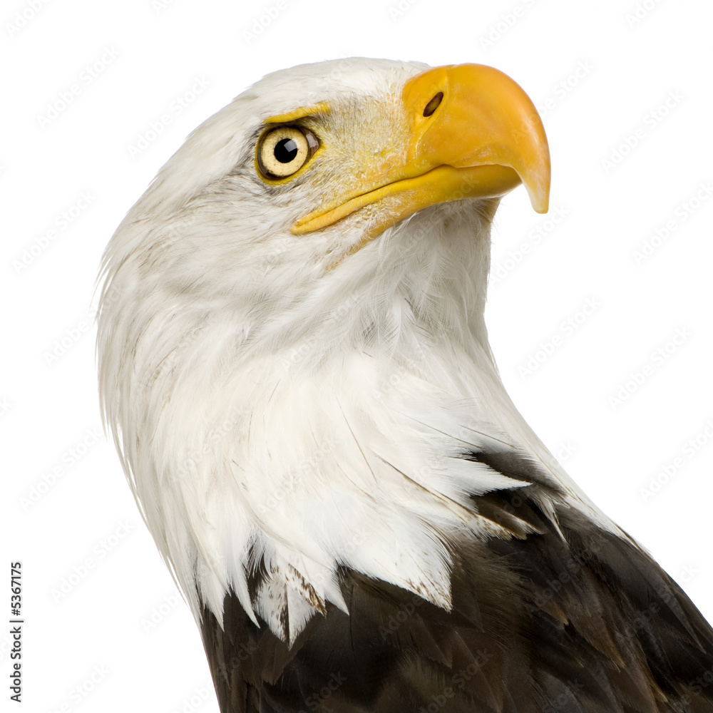 Obraz premium Bald Eagle (22 years) - Haliaeetus leucocephalus
