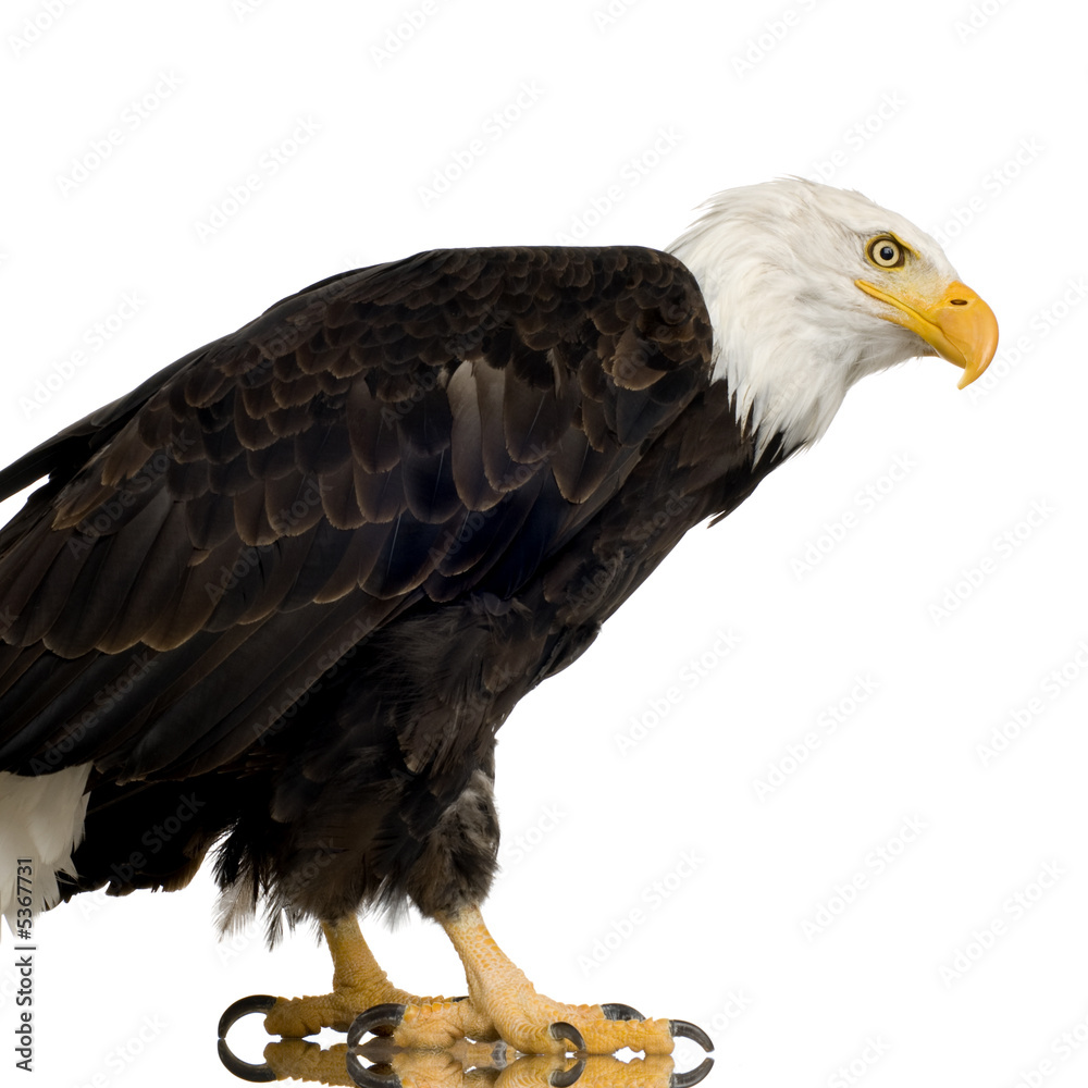 Obraz premium Bald Eagle (22 years) - Haliaeetus leucocephalus