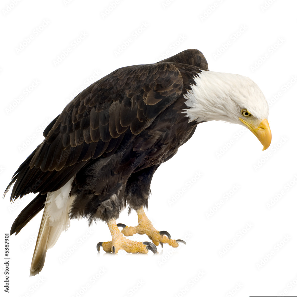 Obraz premium Bald Eagle (22 years) - Haliaeetus leucocephalus