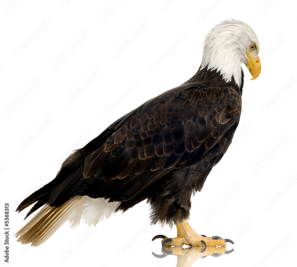 Fototapeta premium Bald Eagle (22 years) - Haliaeetus leucocephalus