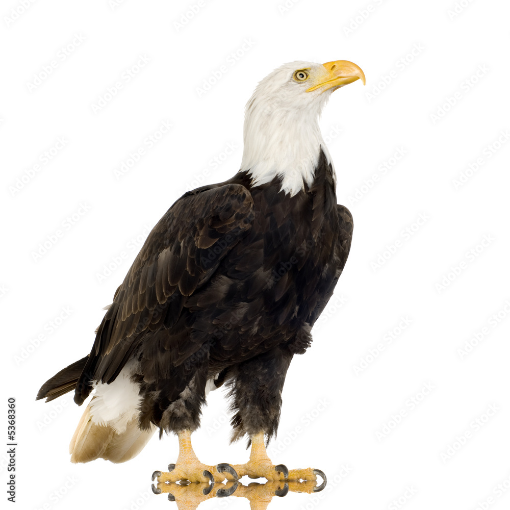 Obraz premium Bald Eagle (22 years) - Haliaeetus leucocephalus