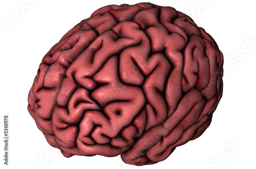 Human brain oblique view on white background