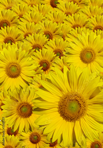 Fototapeta Naklejka Na Ścianę i Meble -  Sonnenblumen