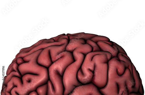 Human brain gyri close-up view on white background