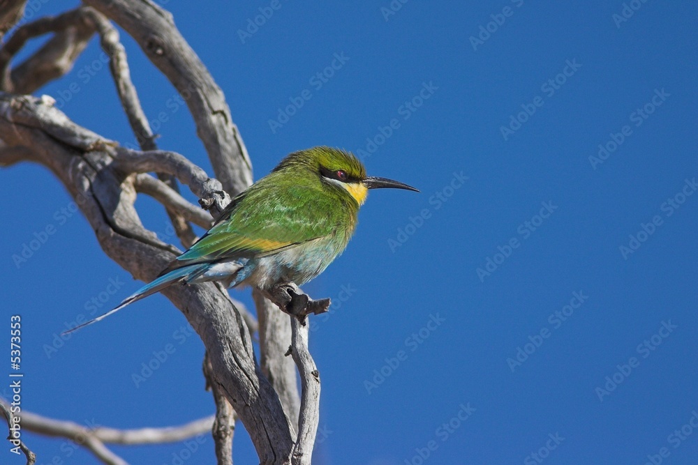 Obraz premium Swallow-tailed Bee-Eater (Merops hirundineus)