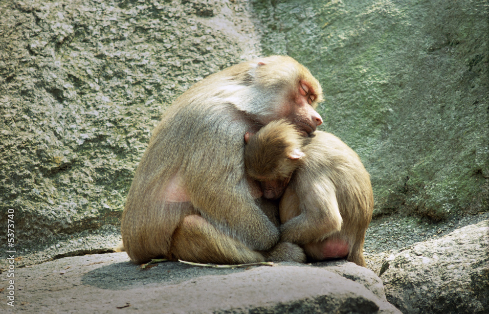 Pavian und Pavianbaby kuscheln sich schlafend aneinander Pavian und Pavianbaby kuscheln sich schlafend aneinander