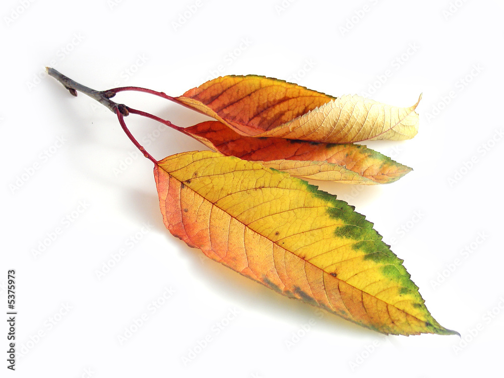 leaf leaf
