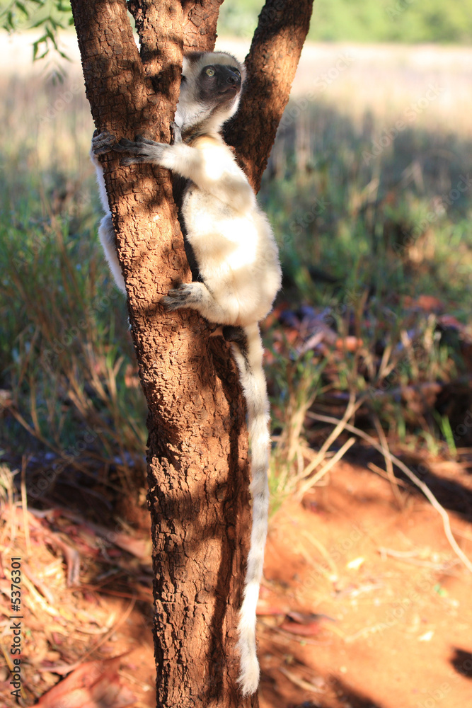 Obraz premium Dancing Verreaux sifika lemurs at Berenty Reserve Madagascar