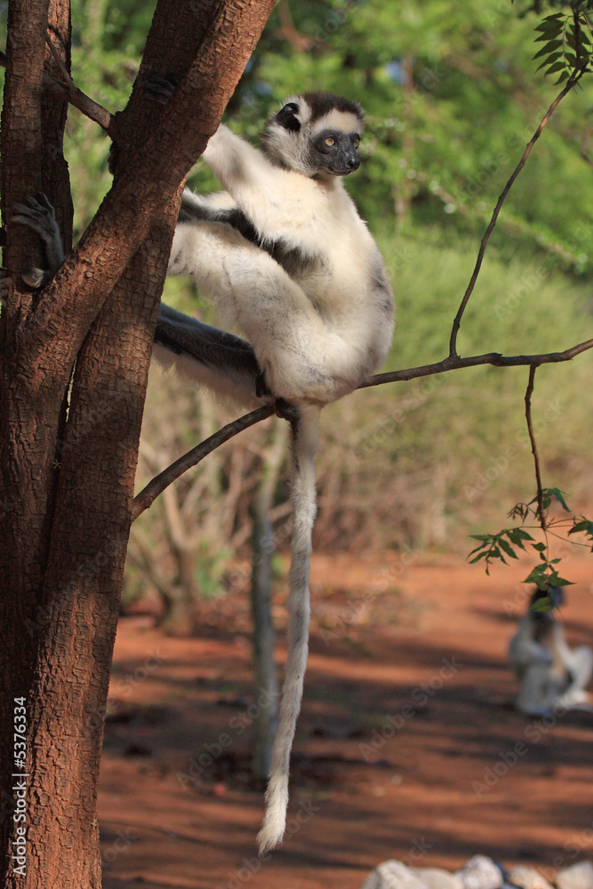 Obraz premium Dancing Verreaux sifika lemurs at Berenty Reserve Madagascar