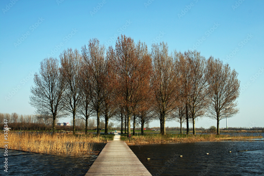 Lake and trees Lake and trees