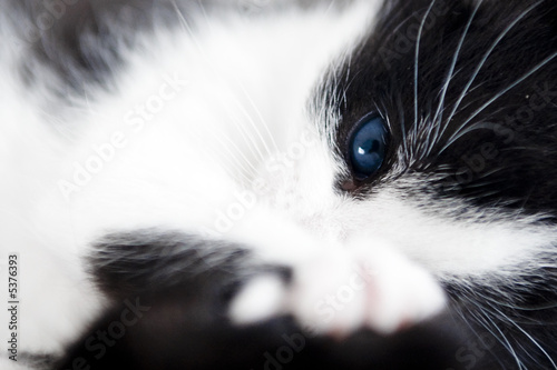 Blue cat's eye