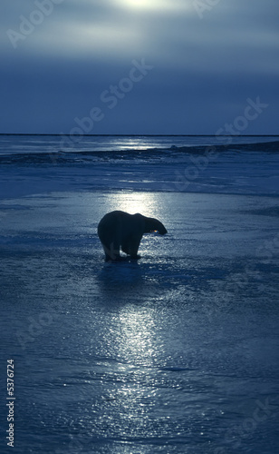Polar bear on frozen Arctic lake at sunset