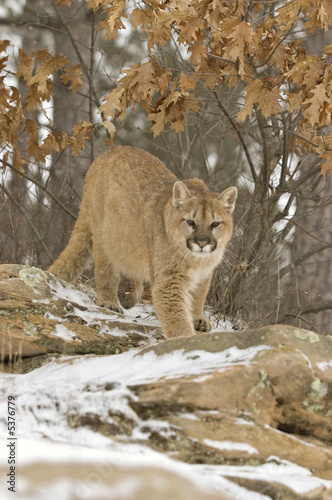 Cougar prowling in light snowfall