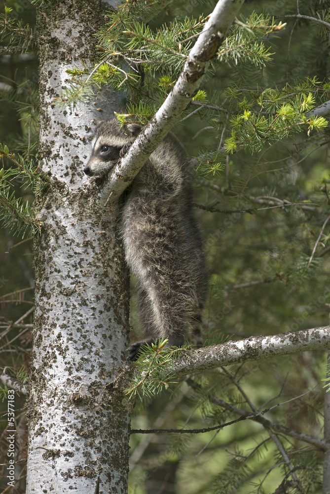 Obraz premium Racoon in tree