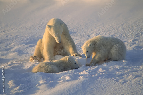 Polar bear with her cubs. Canadian Arctic.