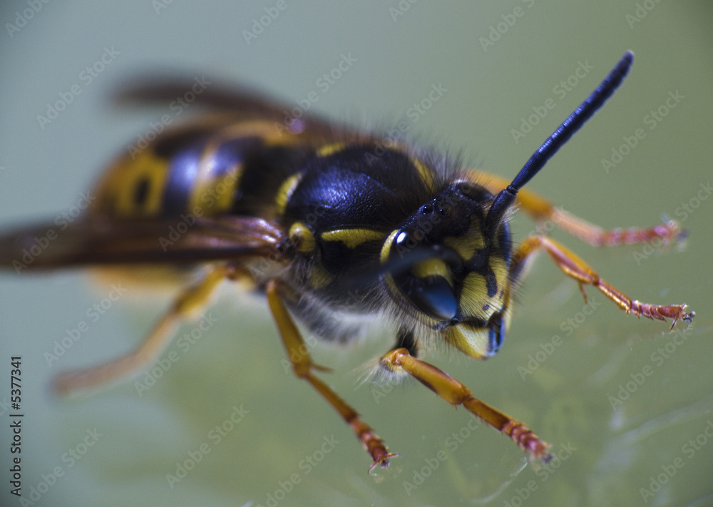 Wasp Wasp