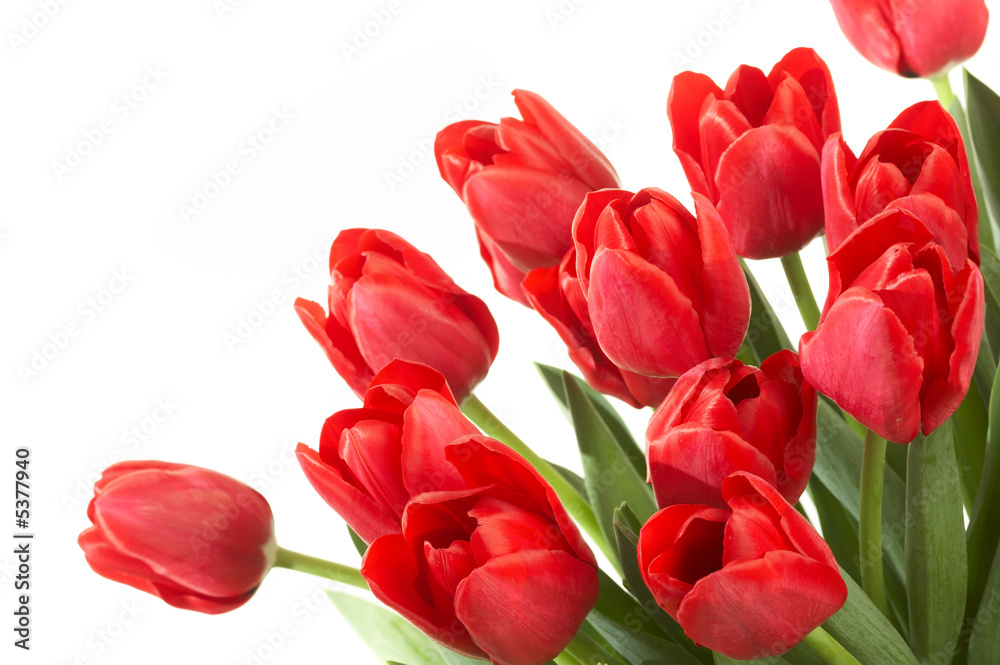 Red tulips on a white background Red tulips on a white background