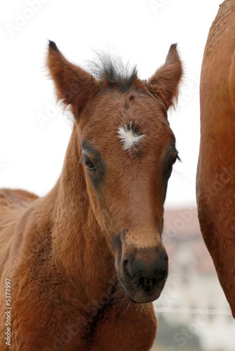 cheval bebe
