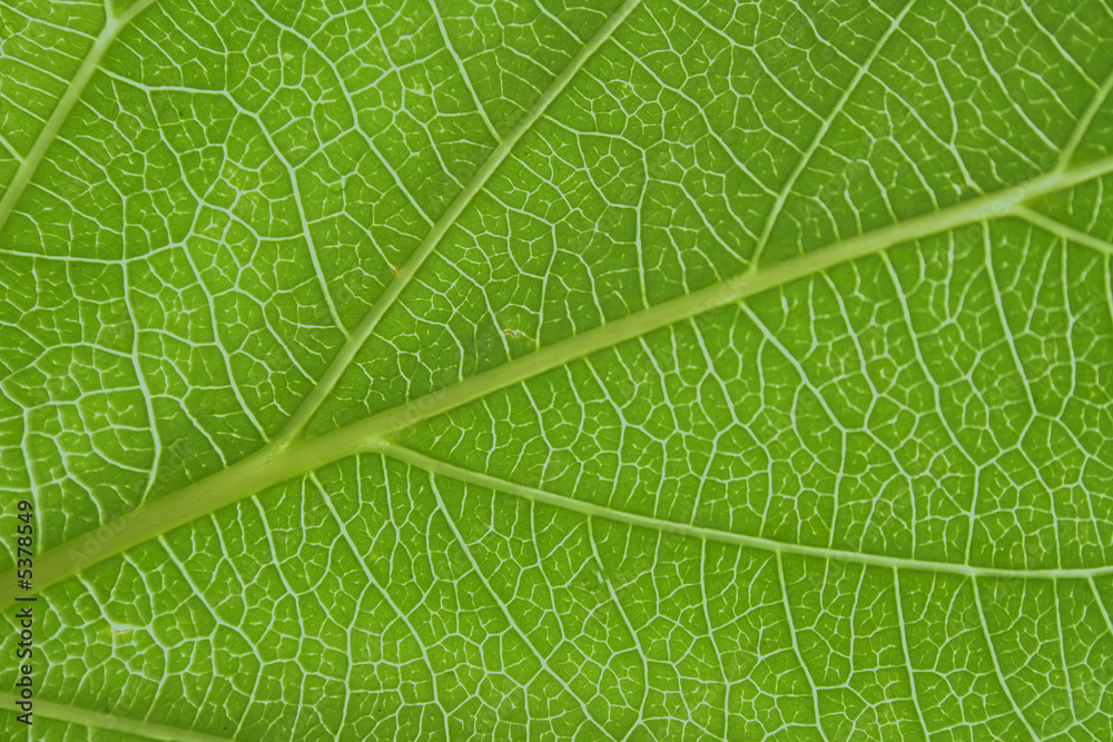 leaf texture leaf texture