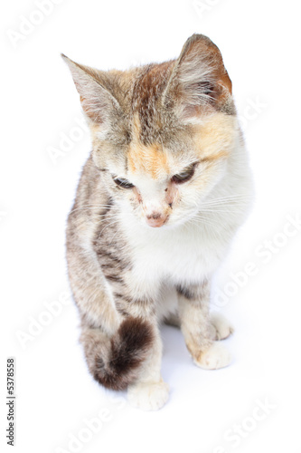 young nice cat on the white background