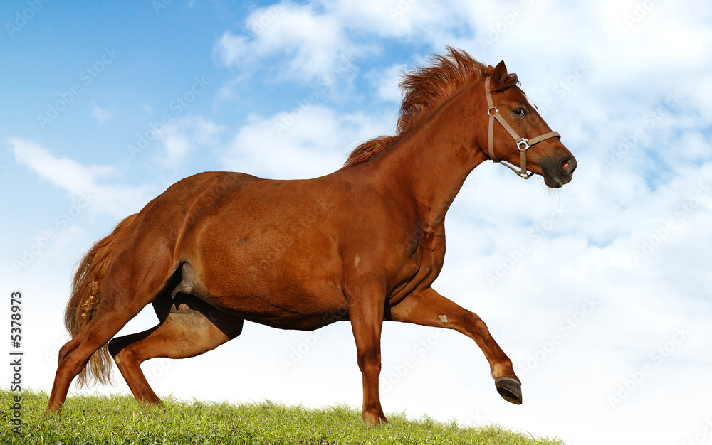Naklejka premium red chestnut mare