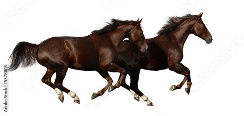 Canvas Print gallop horses