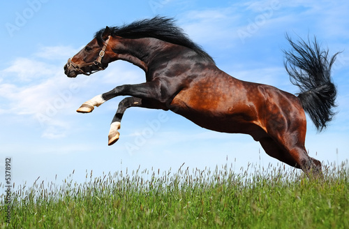 arabian dapple-chestnut stallion