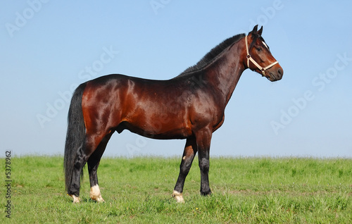 pony chestnut stallion