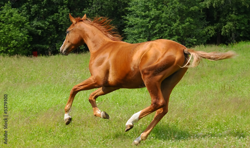 Fototapeta premium don golden sheen stallion